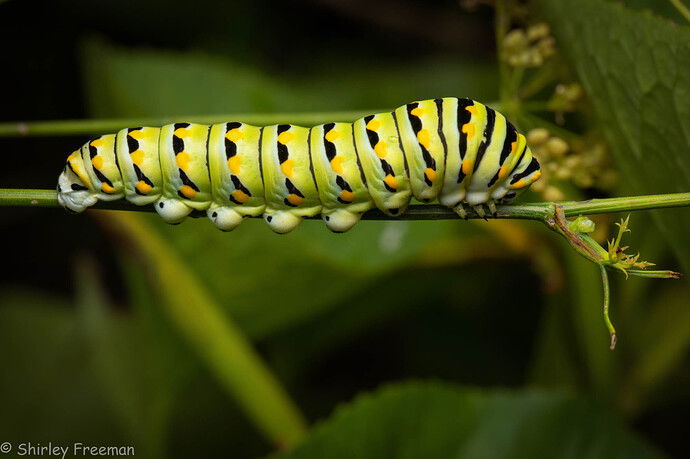 SwallowtailCaterpillarOnLimbRight