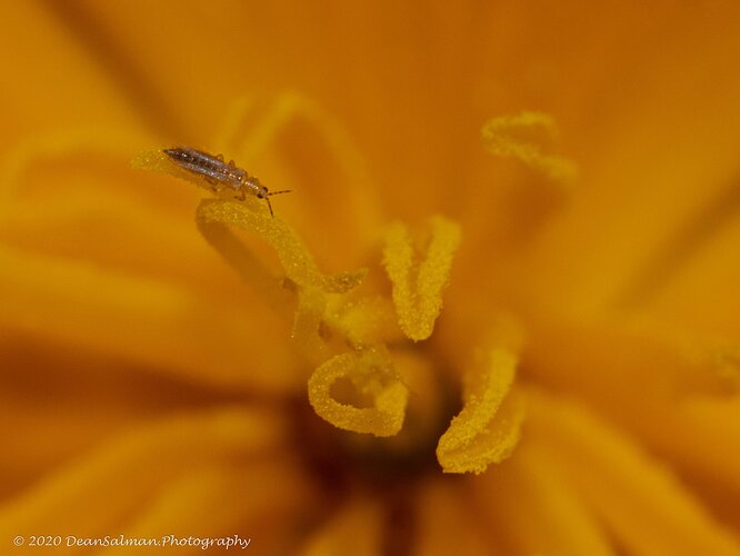 20200227-Picacho-Insects-8915-Edit