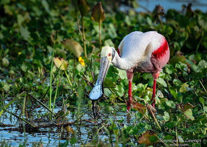 Roseate Spoonbill.jpg
