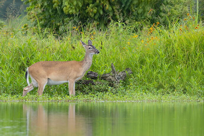 White-tailed deer 25.jpg