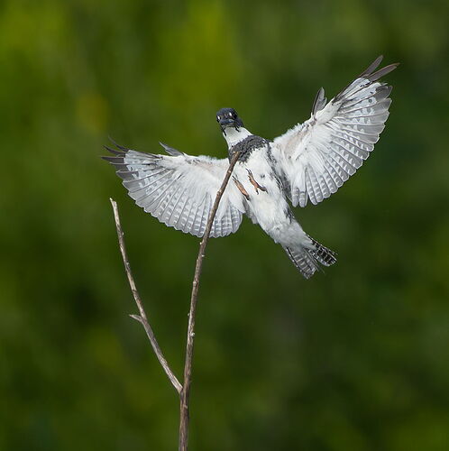 Belted Kingfisher 70.jpg