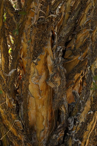 Occotillo Bark.jpg