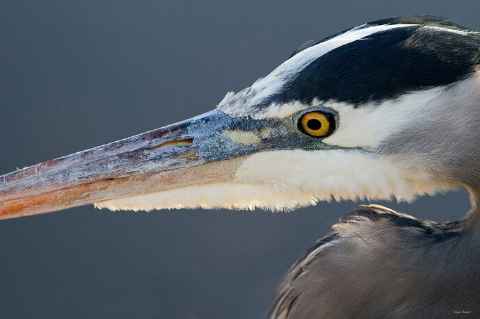 Great Blue Heron Closeup