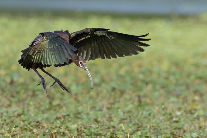 White-faced Ibis 1.jpg