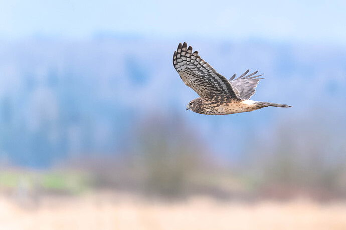 20250113-0518-NEF-DxO_DeepPRIME XD2.jpg