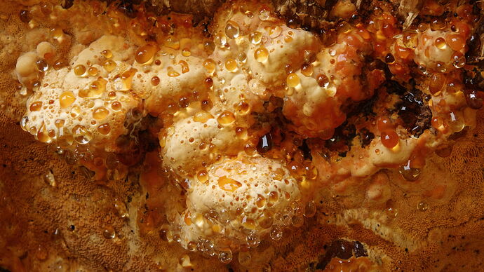 _MG_2644 honey coloured fungus 2s.jpg