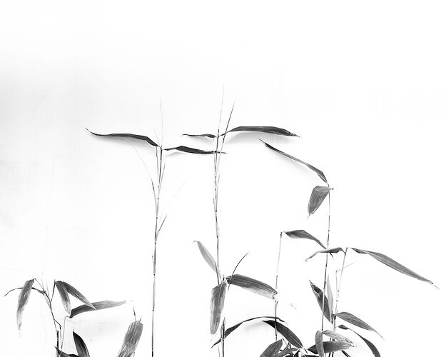 untitled-2NPNWebLrg-NPNWebLrg 4.9mb-6.jpg