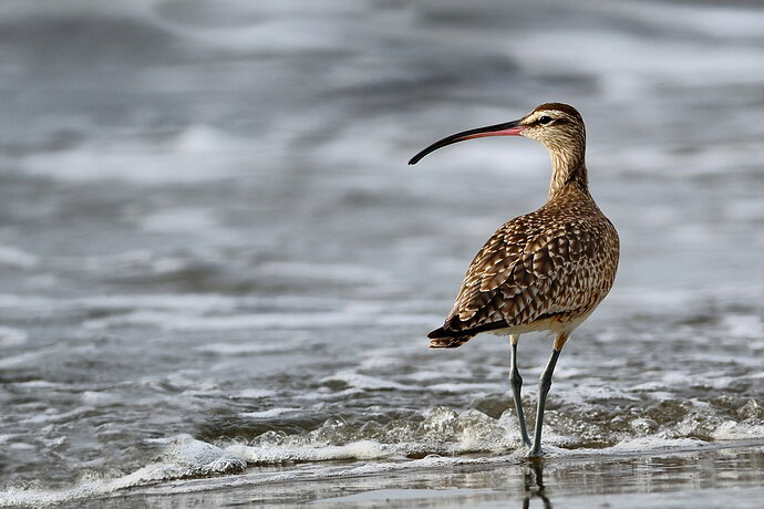Revision 1 - _ASI1682_05.jpg