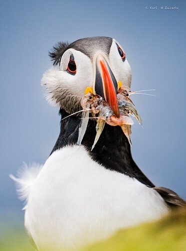 Puffin with Krill