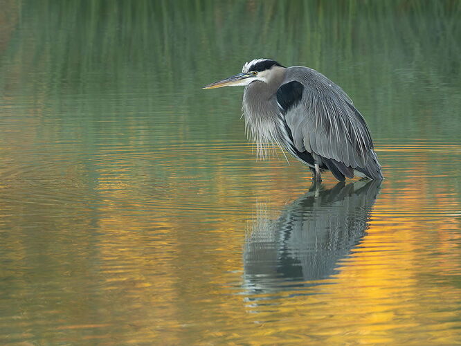 Great Blue Heron 56.jpg