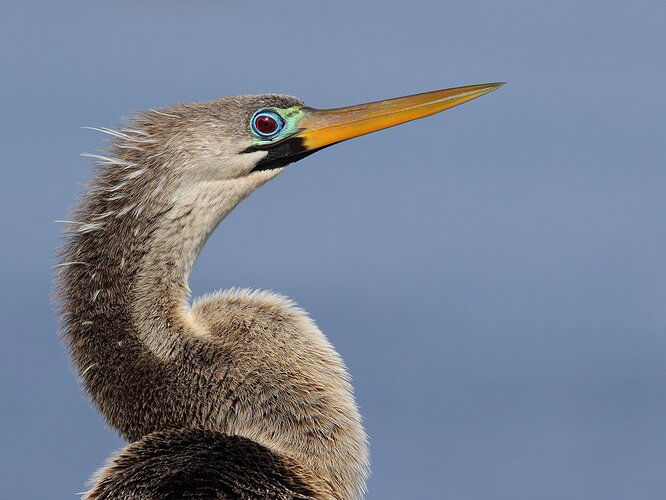 Anhinga Portrait