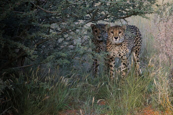 RSandor_2025_05_14_0009Cheetah Sisters