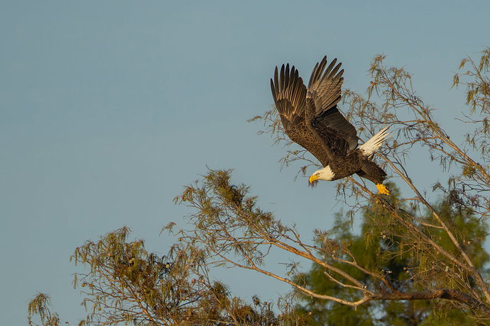 Original - Bald Eagle 48.jpg