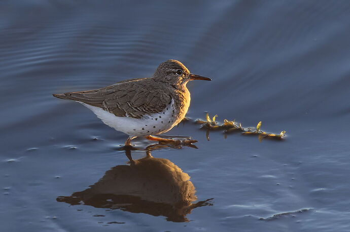 Spotted Sandpiper-NPN