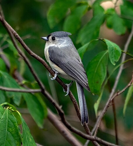 Tufted Titmouse