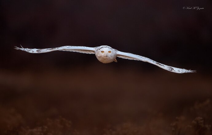 _D3N6314-Snowy Sachuests