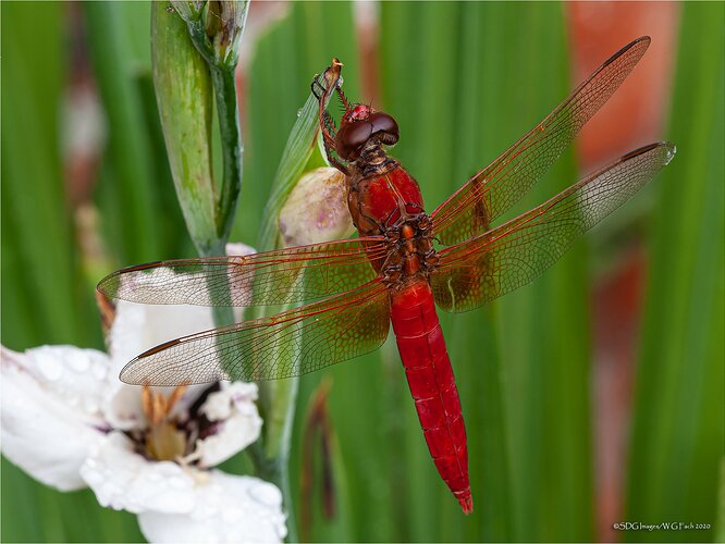Red-Baron-11604-A100XXXL