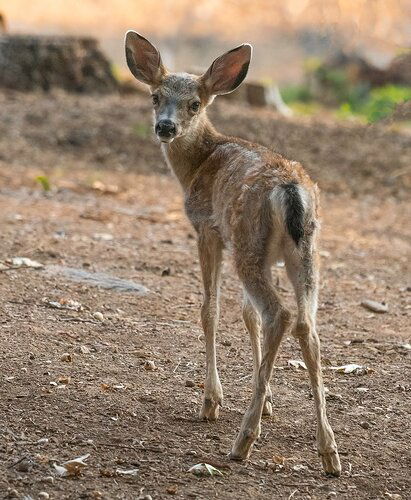 BAMBI