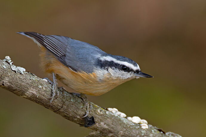 Red-breasted Nuthatch 4.jpg