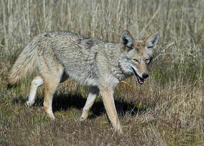 COYOTE.jpg