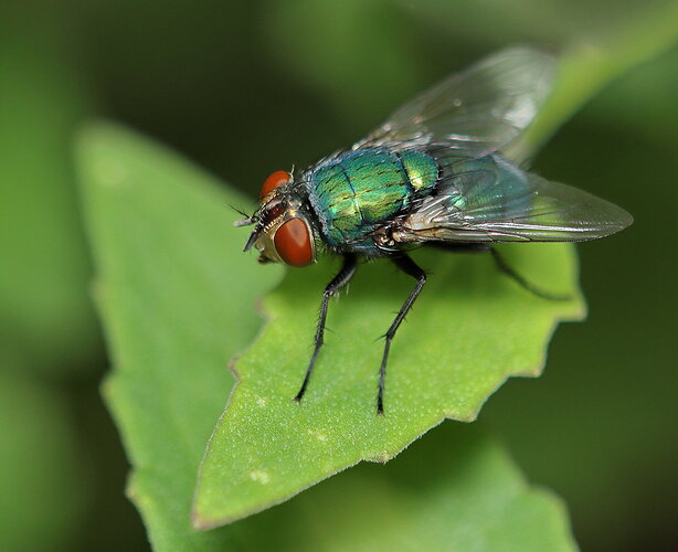 Original - Green Fly.jpg
