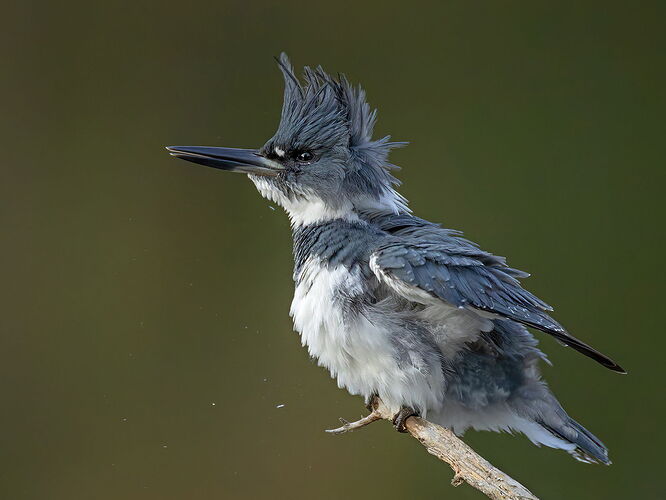 Belted Kingfisher 153