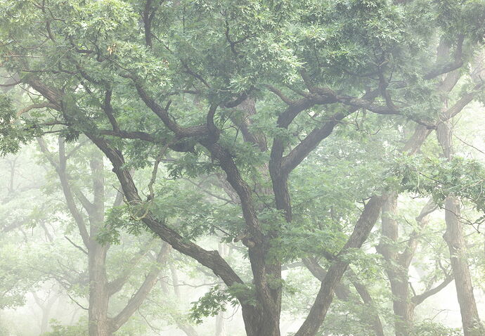 Branching Out