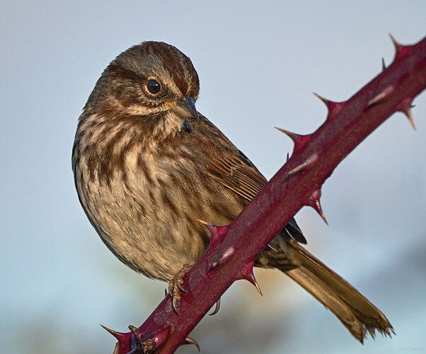 20230111_083158_DBP8260