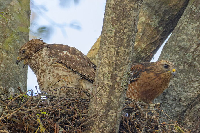 Red-shouldered Hawk 9.jpg
