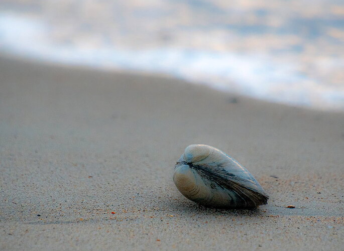 Quahog-Bill