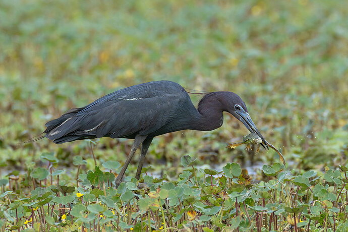 Little Blue Heron 17.jpg