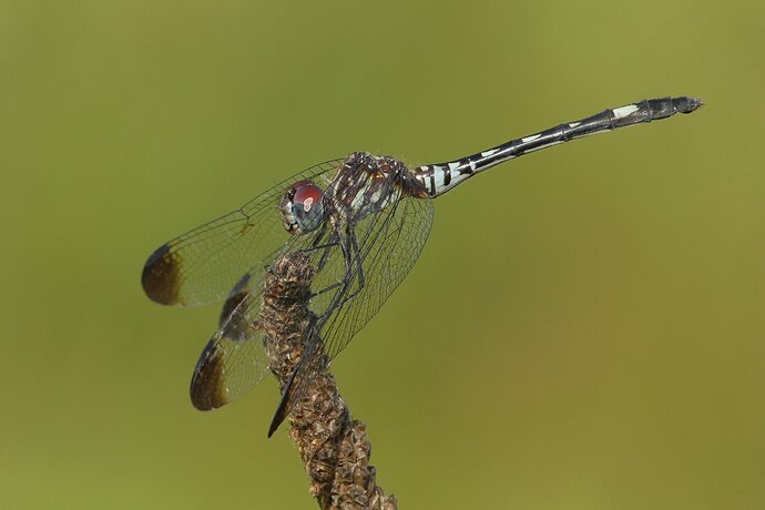 Swift Setwing Dragonfly with wings forward