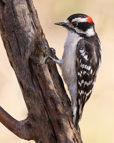 Downy WoodpeckerM-NPN.jpg