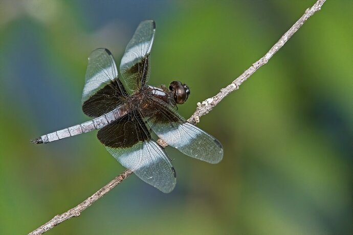 WidowSkimmer4