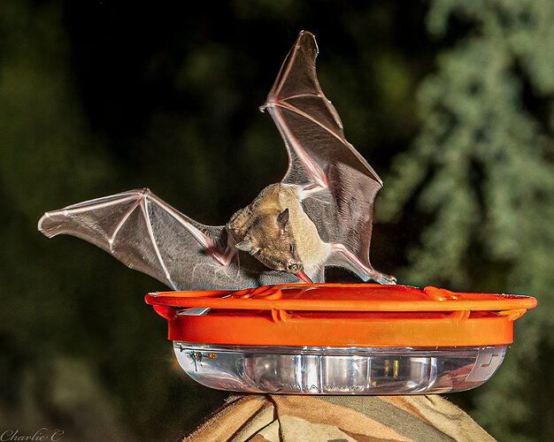 Lesser-Long nosed Bat