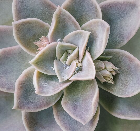 Succulent and raindrops