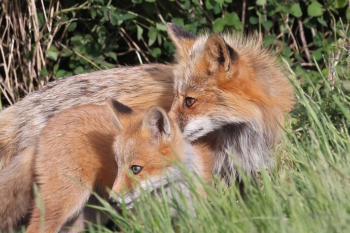 Fox portrait