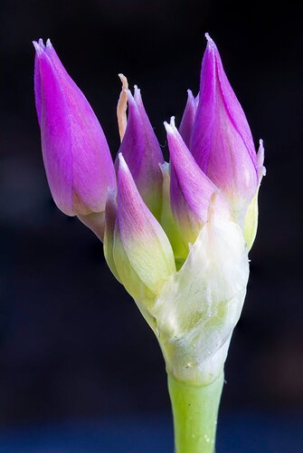 Taper-Tip Onion first light