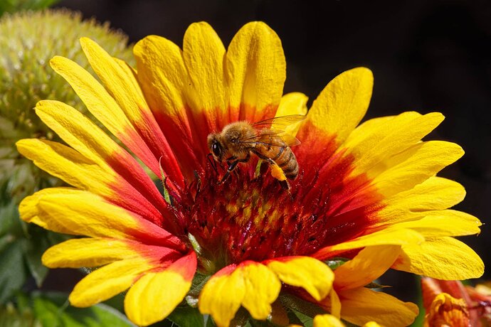 20201104-Insects-9297_Luminar4-edit-Edit-Edit-Edit