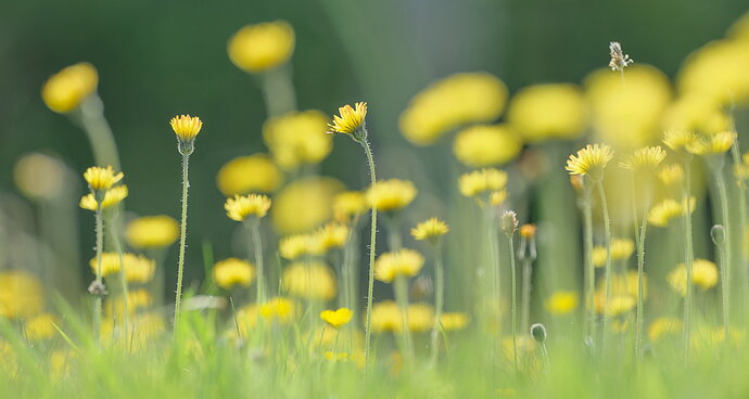 Celandine Meadow