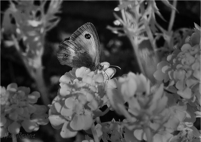v1 20260707-DSC03016-Gatekeeper v1