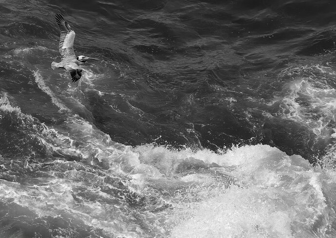Original - Brown Pelican-NPN.jpg
