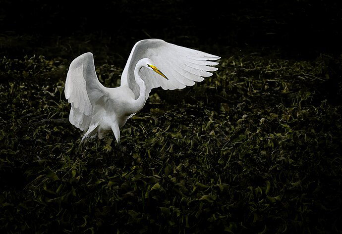 Day 2 Myakka River Image 4