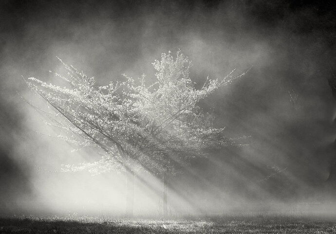 Fog Sun Rays Wax Orchard (1 of 1) copy