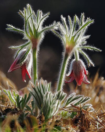 The Grandparents.jpg