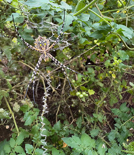 Spider (1 of 1).jpg