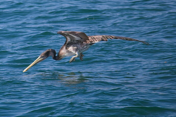 pelican-dive-newport-beach