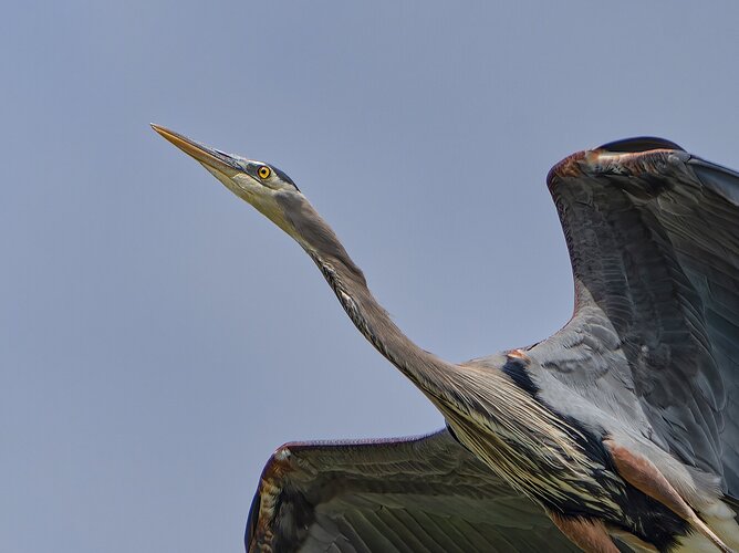 Blue Heron in-flight