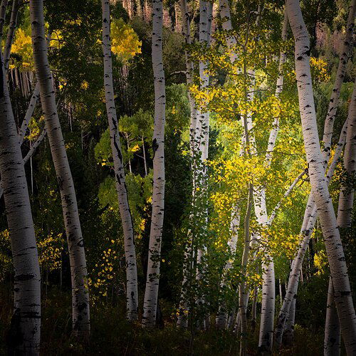 Aspen Light