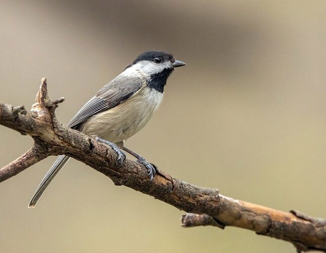 4U0A1981 Carolina Chickadee.jpg